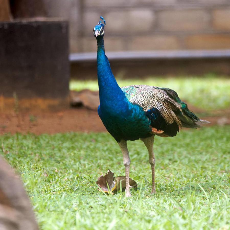 The Mastodon Valley Safari Resort Udawalawe Exterior photo